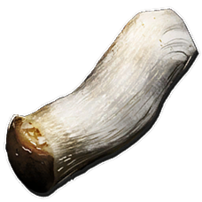 bois fongique