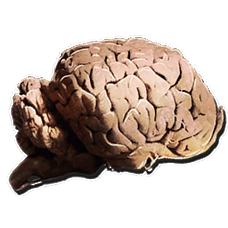 Cerveau d'Allosaure